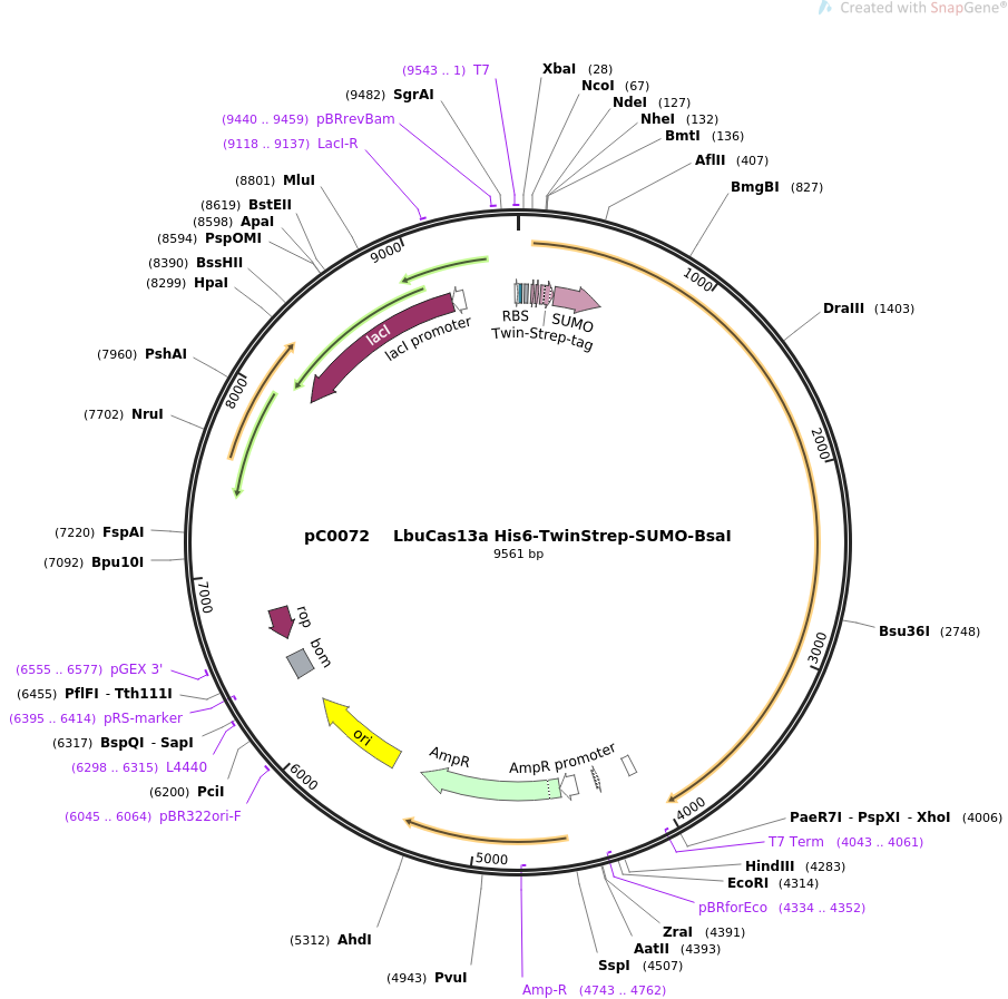 pC0072 LbuCas13a His6-TwinStrep-SUMO-BsaI质粒图谱